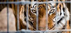 tigre in gabbia commentary don t let a stop at a roadside zoo spoil your tigre in gabbia commentary don t let a stop at a roadside zoo spoil your