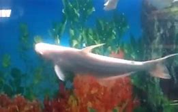 Image result for Albino Great White