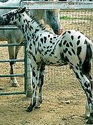 Image result for Tiger Pattern On Horse