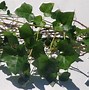 Image result for Indoor Ivy Plant Care