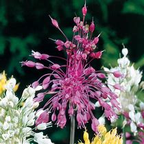Image result for Allium carinatum var. pulchellum