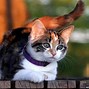 Image result for Kedi Govdesi