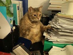 Image result for Out of Office Cat Meme