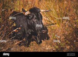 Image result for Andalusian Black Cattle