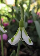 Image result for Galanthus plicatus Philippe Andre Meyer