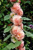 Image result for Alcea rosea new york scallop