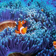 Image result for Cool Underwater Animal Photos