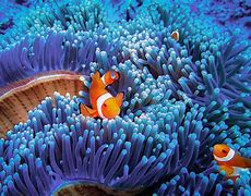 Image result for Underwater Sea Life HD Photography