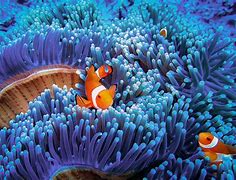 Image result for Most Beautiful Fishes Underwater