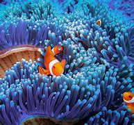 Image result for Marine Life Pictures