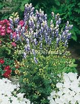 Image result for Aconitum cammarum (x) Bicolor