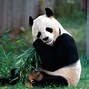 Image result for Panda Wallpaper iPhone