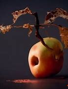 Image result for Death Apple Tree