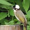 Image result for Chinese Bulbul