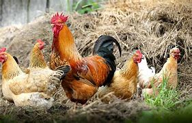 Image result for Chickens Pehlwani