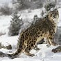 Image result for Spotted Wild Cats