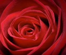 Image result for Red Rose Close Up