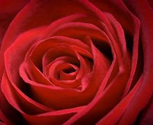 Image result for Rose Red Color