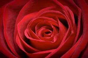 Image result for Rose Red Color