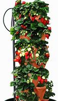 Image result for Hydroponic Strawberry Tower