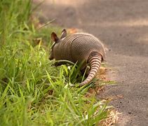 Image result for Armadillo Meme