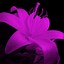 Image result for Purple Flowers Wallpaper for Phone