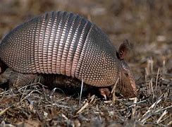 Image result for Armadillo Lizard