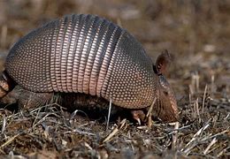 Image result for Animals That Look Like Armadillos