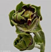 Image result for Primula auricula Sword