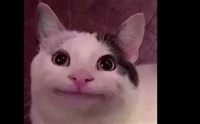 Image result for Happy Smiling Cat Meme