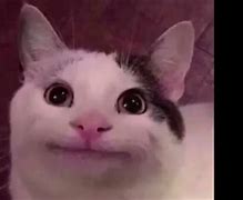 Image result for Dank Meme Cat Smiling