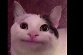 Image result for YouTube Cat Memes