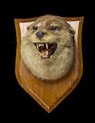 Image result for River Otter Teeth