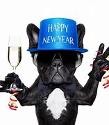 Image result for Happy New Year Cute Dog