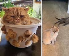 Image result for Cat Beeing Dumb