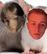 Image result for Rat Meme Miami