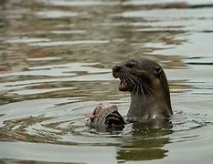 Image result for Otter Attack