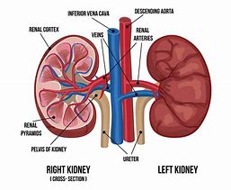 Image result for Kidney Cells