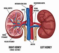 Image result for Kidney Dish Function