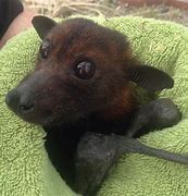 Image result for Flying Fox Bat Pups