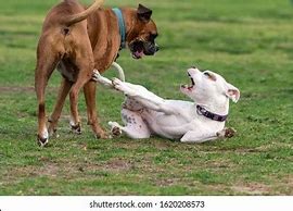 Image result for Dogs Wrestling Cartoon/Comic