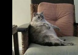 Image result for Fat Cat Sitting Meme