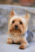 Image result for Small Dog Breeds Puppies