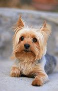 Image result for Small Pet Dogs