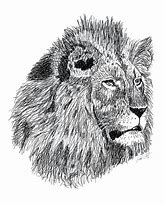 Image result for Lion Ink Drawing