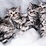 Image result for Coolest Cat Breeds