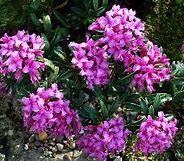 Image result for Daphne collina x grandiflora