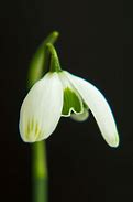 Image result for Galanthus Ophelia