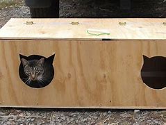 Image result for Stray Cat Shelter