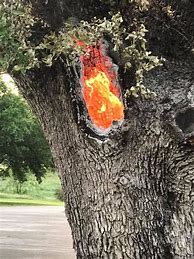 Image result for Verizon Ad Lightning Strikes Tree Reveals Phone